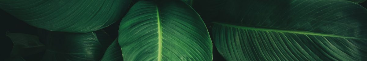 Large foliage of tropical leaf with dark green texture, abstract nature background. vintage color tone.